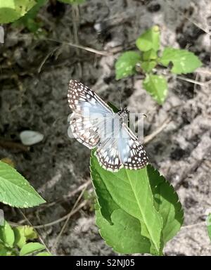 Tropical white checkered skipper butterfly, white Stock Photo