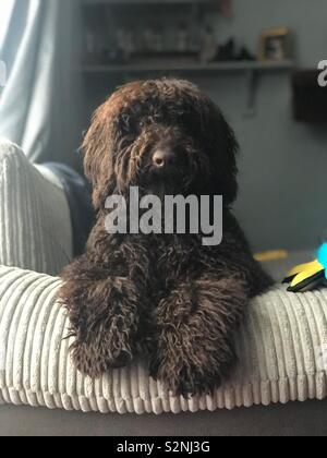 Labradoodle with outlet long hair