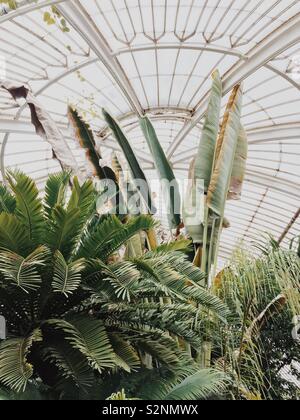 Giant leaves and palms in greenhouse at Kew Gardens Stock Photo
