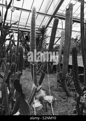 Cacti with rope supports in greenhouse at Kew Gardens Stock Photo