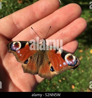 Peacock butterfly resting on hand Stock Photo