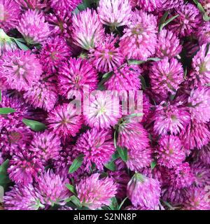 Close op on harvested red clover flowers Stock Photo