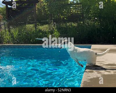 Jack Russell Terrier about to jump into backyard swimming pool on a sunny day. Stock Photo