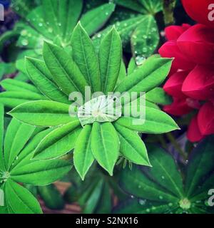 Water droplet on Lupin leaves Stock Photo