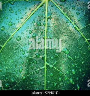 Raindrops on a Fig Tree leaf Stock Photo