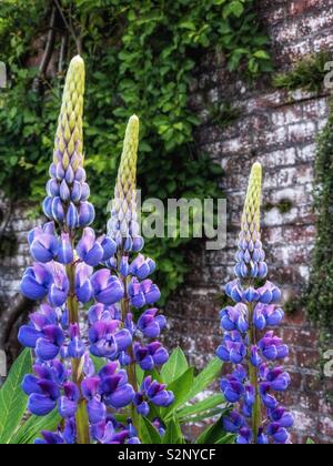 Lupins in a walled garden. Stock Photo