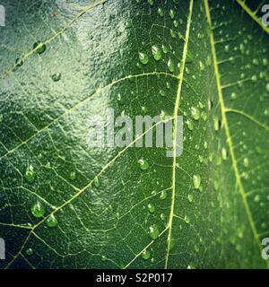 Raindrops on a Fig Leaf Stock Photo