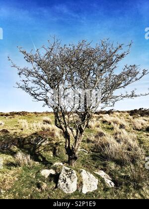 Lone tree on the moors Stock Photo