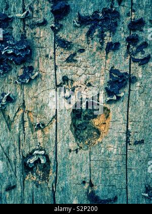 Fungus on dead tree. Digital blue tone. Stock Photo