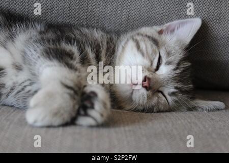 American shorthair tabby kitten Stock Photo