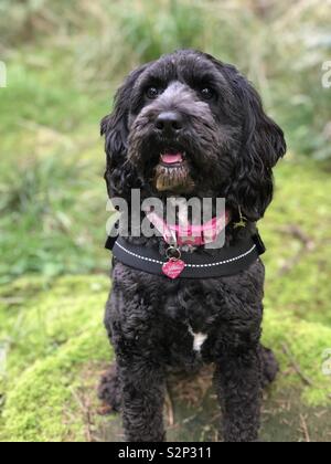 Black Cockapoo Stock Photo