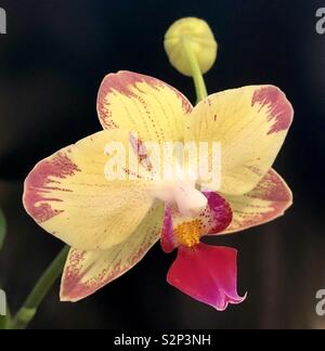Yellow and fuchsia phalaenopsis orchid Stock Photo