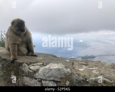 Monkey in Gibraltar Stock Photo