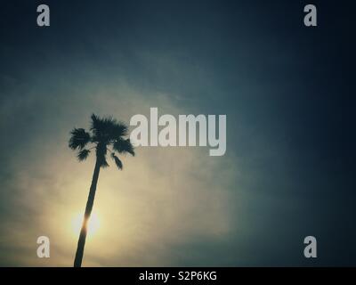 Palm tree silhouetted against clear sky Stock Photo