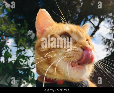 Ginger tabby cat licking his nose with his tongue Stock Photo