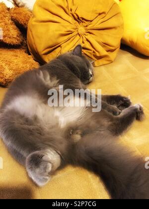 Sleeping grey cat on his back Stock Photo
