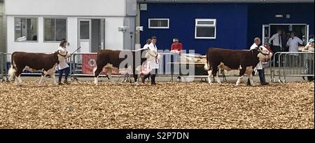 Hereford cattle at the bath and west show Stock Photo