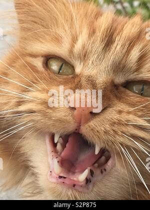 Meows Stock Photo