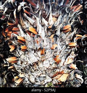 Palm tree trunk Stock Photo