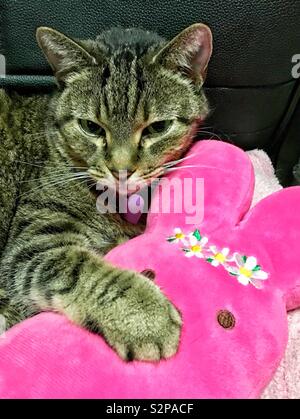 Brown tabby cat with Purple ID tag heart holding pink PEEPS bunny stuffed toy with front paw in leather chair Stock Photo