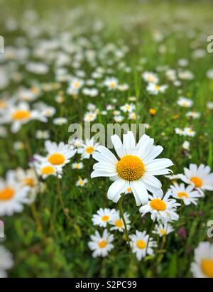 Ox-eye daisies (Leucanthemum vulgate) or dog daisies growing on wasteland in South Wales. Stock Photo
