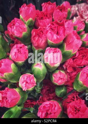 Beautiful bouquet of fresh pink carnation flower buds. Stock Photo
