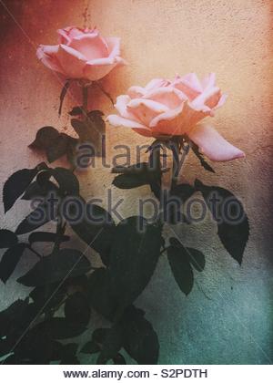 Two pink roses blooming Stock Photo