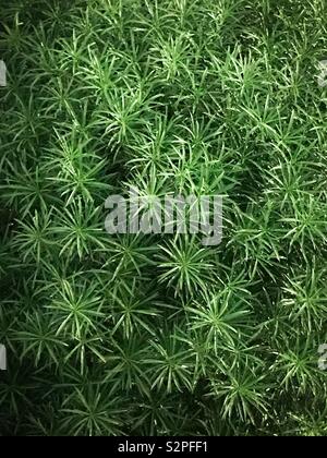 Green leaf ground background. Stock Photo