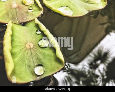 Drops on a lily pad leaf Stock Photo