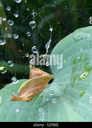 Raindrops on web Stock Photo