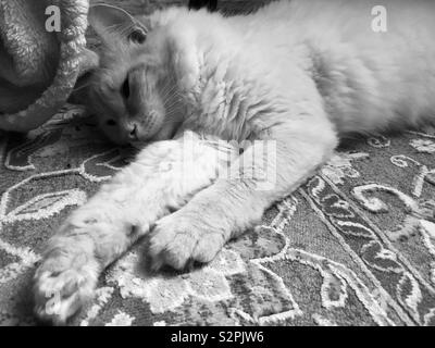 Flamepoint Siamese cat laying on the carpet Stock Photo