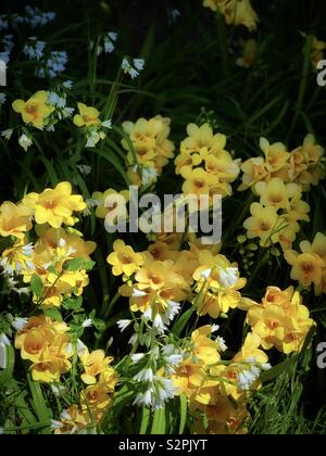 Yellow Freesia Hybrida Klatt White Allium Sikkimense 黃色香雪蘭 別名菖蒲蘭與白色高山韭 別名野蔥 Stock Photo Alamy