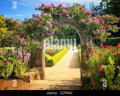 A stone archway covered with pink climbing roses leads into a rose garden.  VanDusen botanical garden in Vancouver BC. Stock Photo
