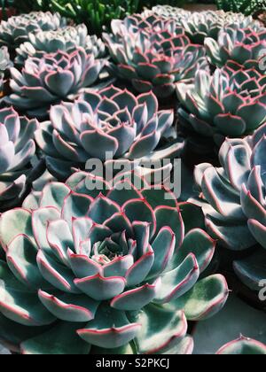 A display of succulent plants. Stock Photo