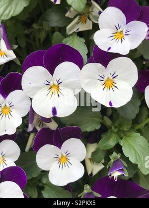 Purple and white tricolor pansy flowers - viola tricolor - viola blossom Stock Photo