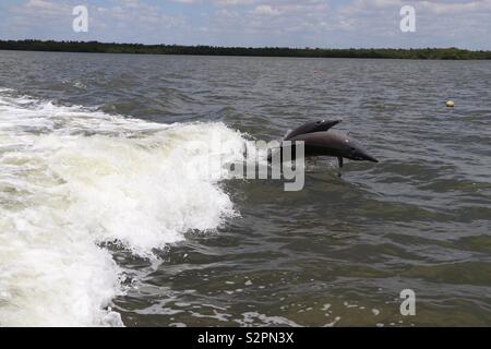 Dolphins jumping out sea Stock Photo