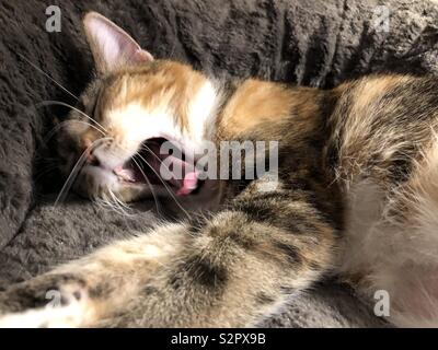 Yawning calico cat sleeping Stock Photo