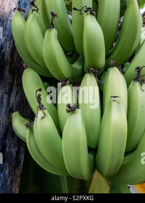Green Organic Bananas Growing in Bunches on Tree in Tahiti stock photo