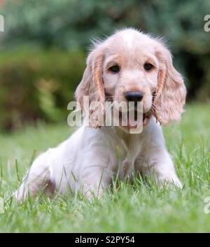 English Show Cocker Spaniel puppy. Stock Photo