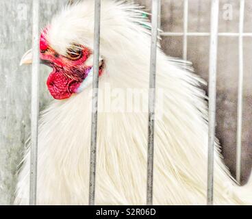 White silkie chicken in cage Stock Photo