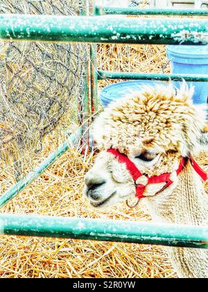 Head of llama in enclosure with red muzzle Stock Photo