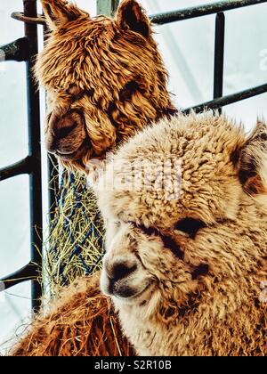 Two llamas together in enclosure Stock Photo