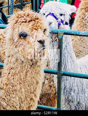 Two llamas in enclosure Stock Photo