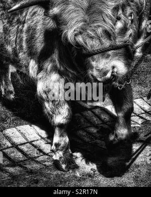 Black and white image of highland cow with halter and nose ring