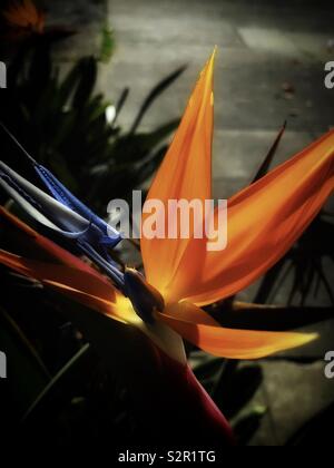 Strelizia Reginae Ait 鶴望蘭 別名極樂鳥花和天堂鳥 Stock Photo Alamy