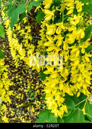 Yellow Laburnum flowers. Stock Photo