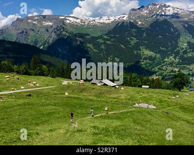 Hiking from Kleine Scheidegg to Grindelwald through alpine meadow in spring with cows grazing. Bernese alps , Switzerland. Stock Photo