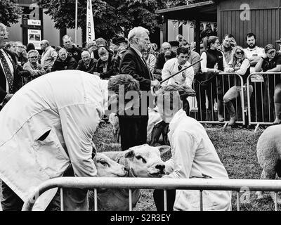 Black and white image of Beltex sheep judging, Three Counties Show, Malvern. Beltex is a breed of domestic sheep. Portmanteau of Belgian and Texel, one of the Dutch West Frisian Islands. Stock Photo