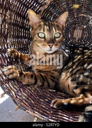 Brown spotted Bengal cat Stock Photo