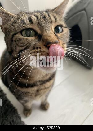 Cat licking lips/nose Stock Photo